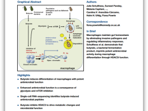 butyrate immunity